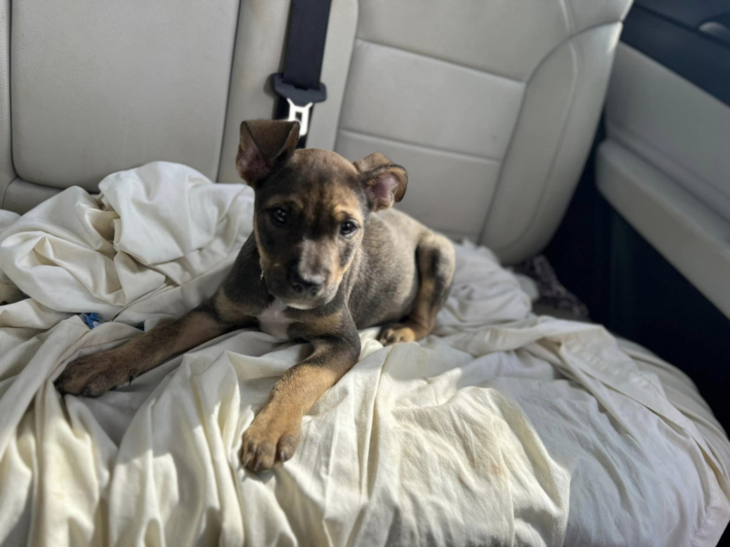 Jeté d'une voiture en marche, un chiot terrifié reste introuvable et suscite l'angoisse des bénévoles