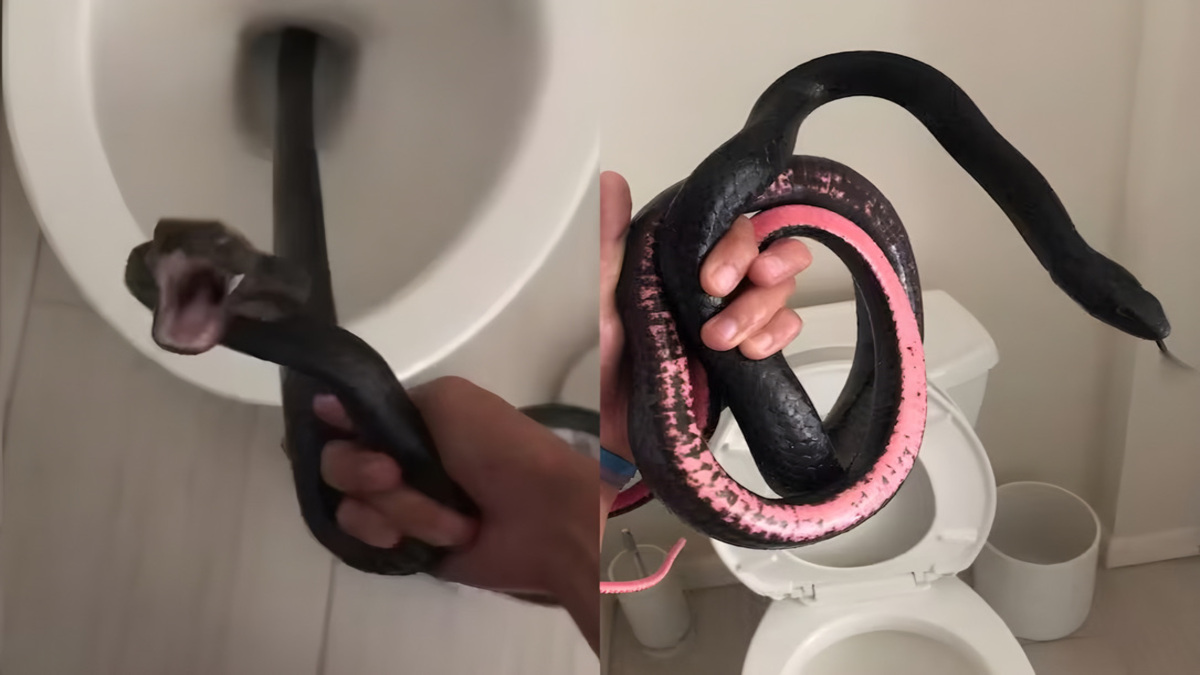 La rencontre inattendue d'une femme avec un serpent dans ses toilettes Mon pire cauchemar