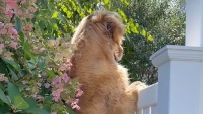 Le chien est captivé par ce que font les voisins : les internautes explosent de rire