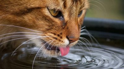 Les chats boivent trop peu d'eau, comment les maintenir bien hydratés ?