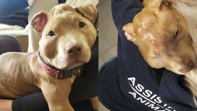 Un couple accusé d’avoir torturé et maltraité son chiot de 4 mois, des images effroyables !