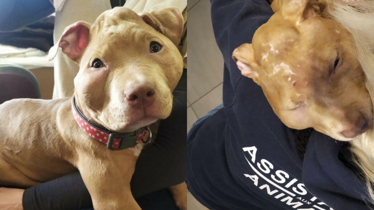 Un couple accusé d’avoir torturé et maltraité son chiot de 4 mois, des images effroyables !