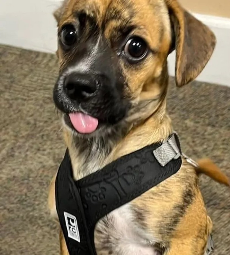 Les pompiers sauvent et adoptent un chiot abandonné dans une voiture !