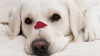 Leur chien assiste à leur mariage : durant la soirée, le marié va surprendre les invités