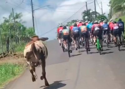 L'exploit d'une vache sportive qui surprend en s'inscrivant à une compétition cycliste (Vidéo)