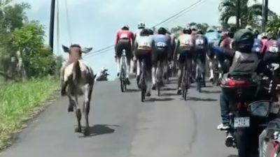 L'exploit d'une vache sportive qui surprend en s'inscrivant à une compétition cycliste (Vidéo)