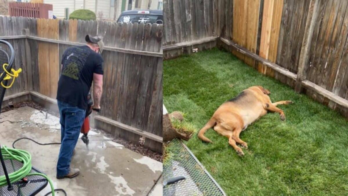 Il travaille sans relâche pendant des jours pour donner au chien sauvé la cour qu'il mérite !