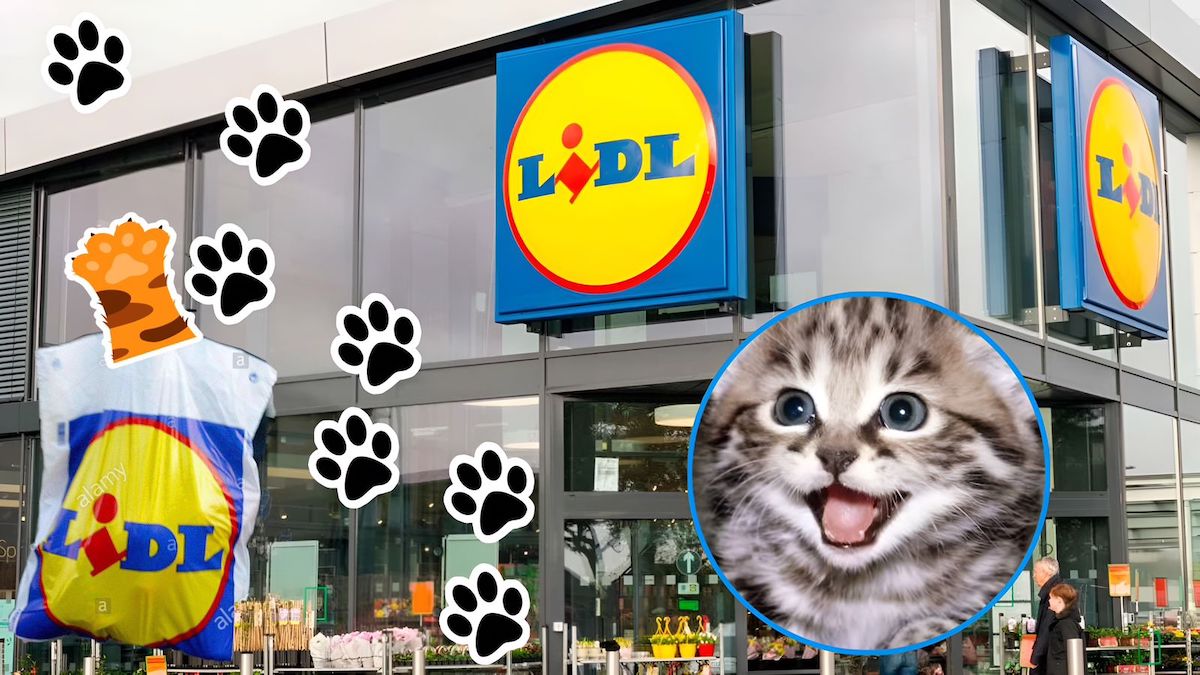 Lidl : découvrez le paradis des accessoires et jouets pour chats à des prix incroyablement bas ici
