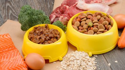 L'importance d'une alimentation adaptée pour la santé optimale de votre chien adoré
