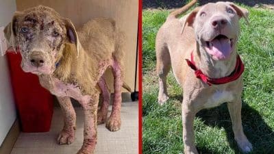 L'incroyable transformation d'un chien sévèrement négligé et rongé par la gale émeut les internautes