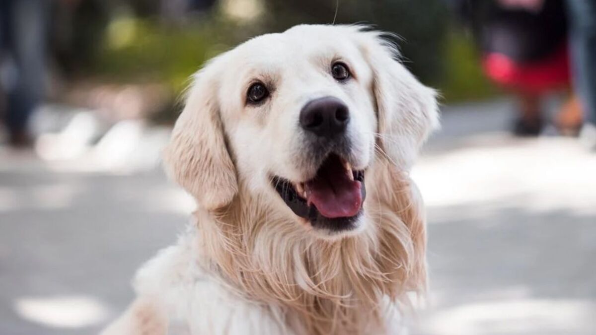 Pourquoi dit-on que le golden retriever est le meilleur chien