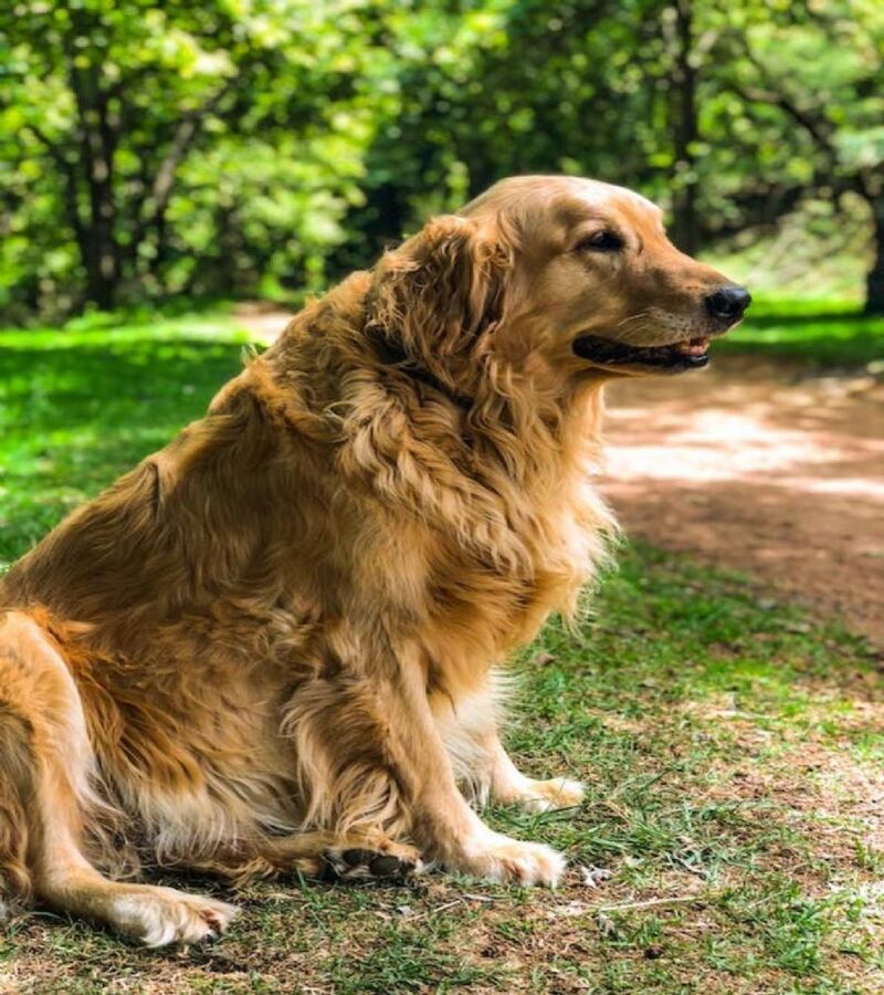 Pourquoi dit-on que le golden retriever est le meilleur chien