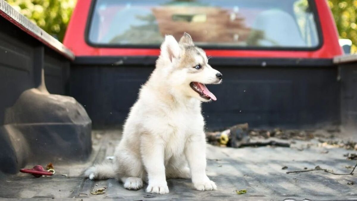 Pourquoi le ventre de mon chien gargouilletil beaucoup ? La réponse des experts