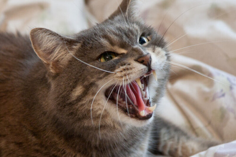 Pourquoi les chats reniflent-ils ou grognent-ils contre leurs propriétaires