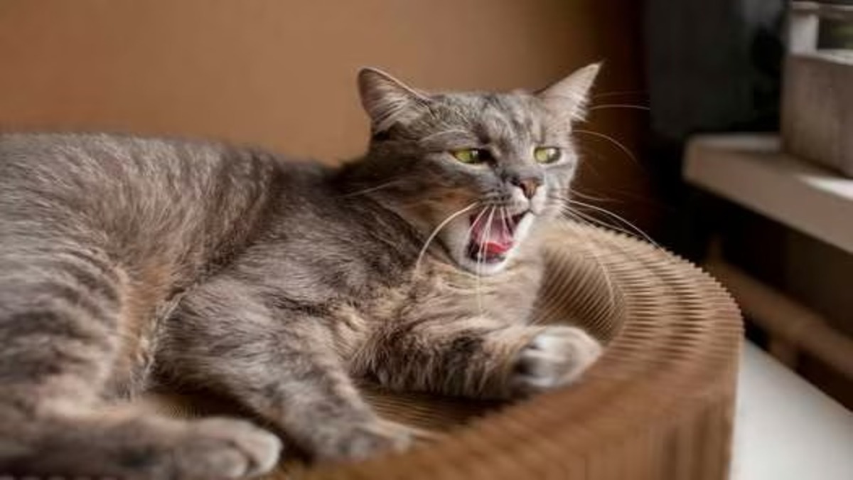 Pourquoi les chats reniflent-ils ou grognent-ils contre leurs propriétaires