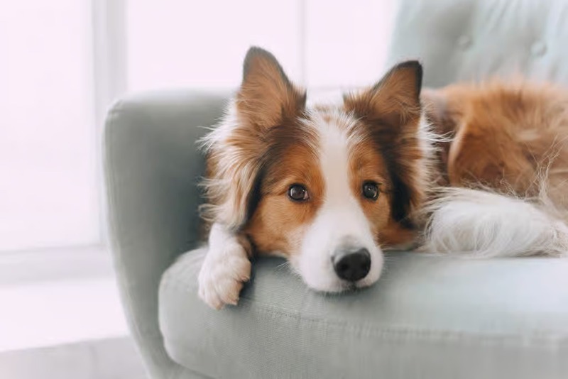 Pourquoi les chiens tournent-ils en rond avant de se coucher