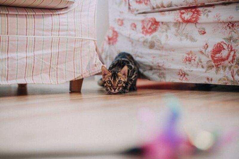Pourquoi votre chat cache-t-il des objets ? Découvrez la raison