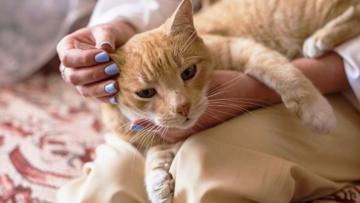 Voici pourquoi votre chat s'endort sur votre poitrine et ronronne