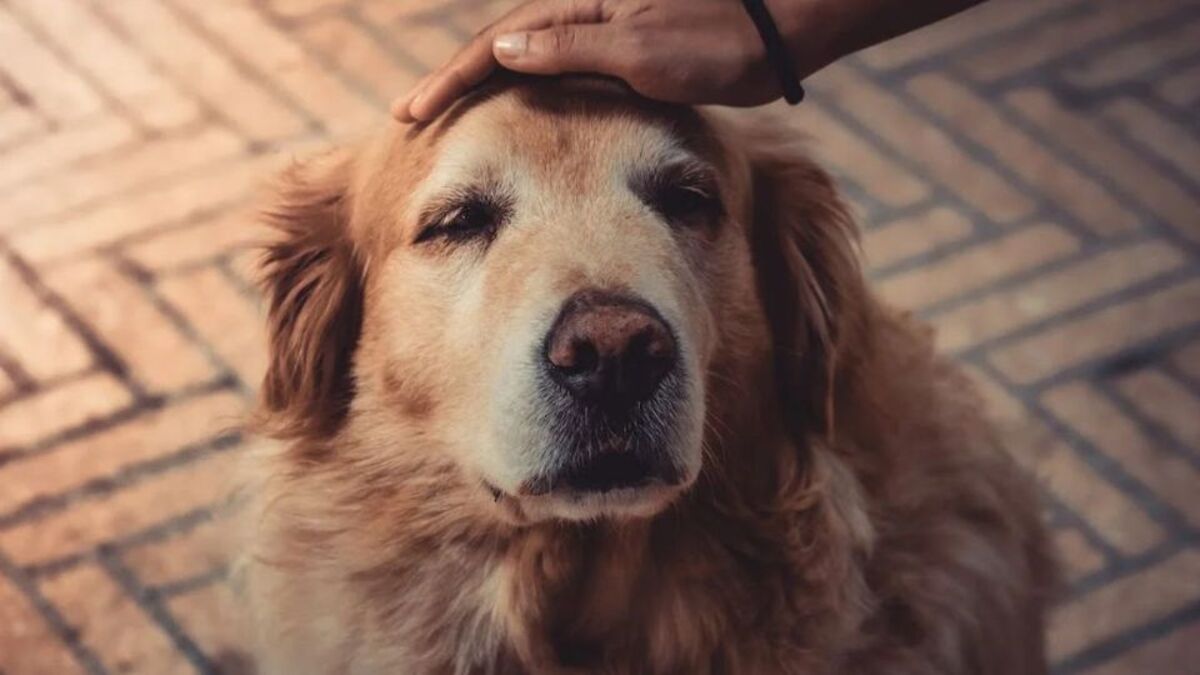 Voici la raison pour laquelle votre chien vous lèche après l'avoir grondé