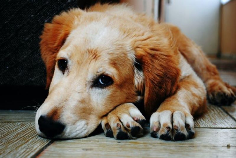 Les raisons pour lesquelles votre chien peut être apathique ou triste