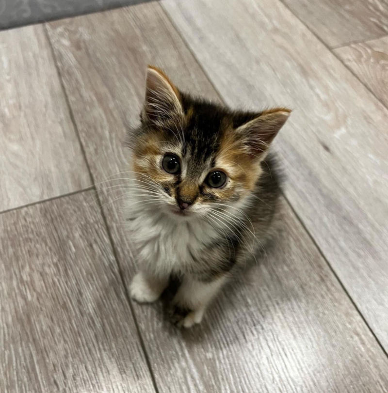 Quand ce chaton sauvage a été emmailloté dans une serviette, il a compris qu’il pouvait faire confiance aux humains