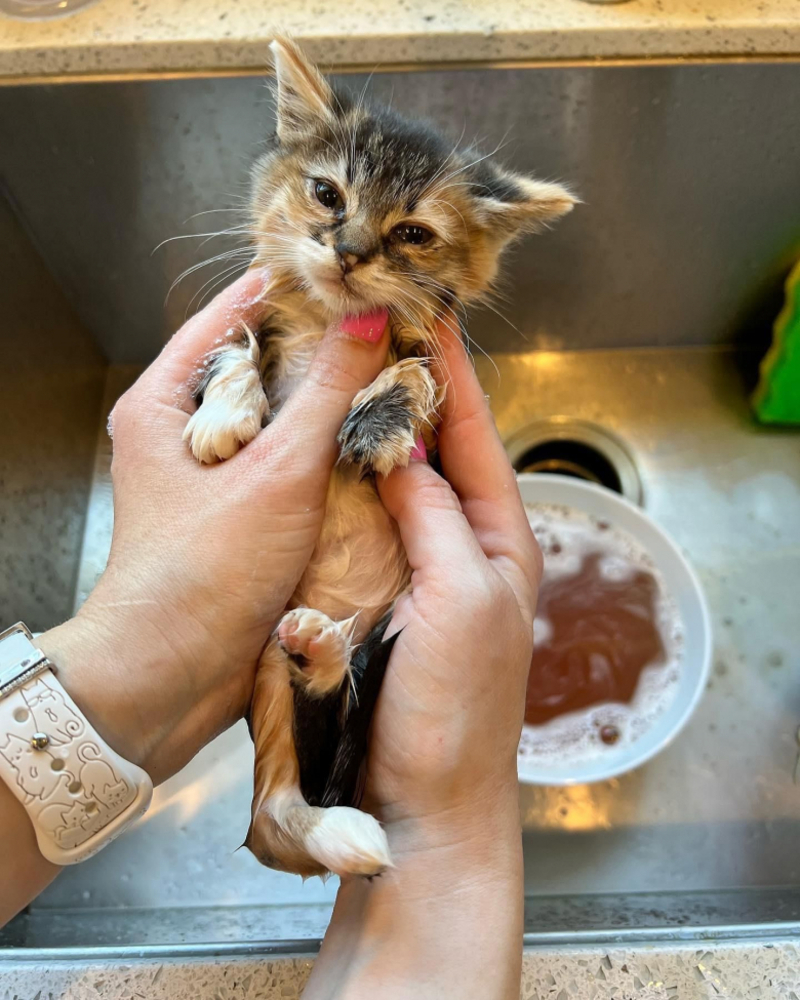 Quand ce chaton sauvage a été emmailloté dans une serviette, il a compris qu’il pouvait faire confiance aux humains