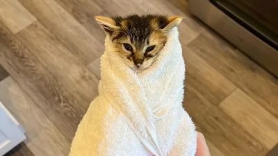 Ce chaton sauvage entouré d'une serviette a compris qu’il pouvait faire confiance aux humains