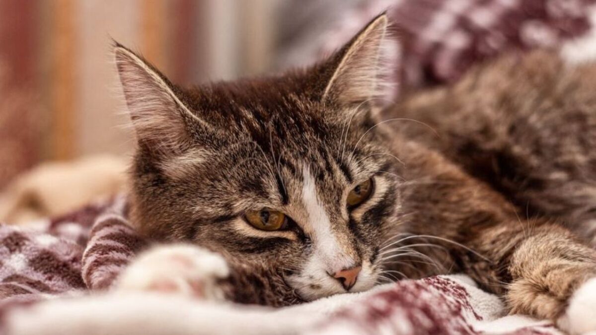 Que se passe-t-il lorsqu'un chat est épuisé et qu'il ne mange pas