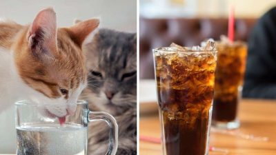 Que se passe-t-il si mon chat boit un soda