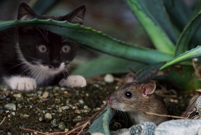 Que se passetil si mon chat mange une souris