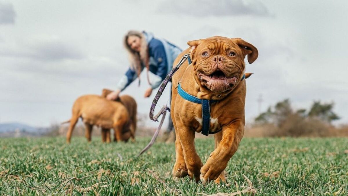 Que signifie le fait que votre chien veuille s'enfuir de la maison ?