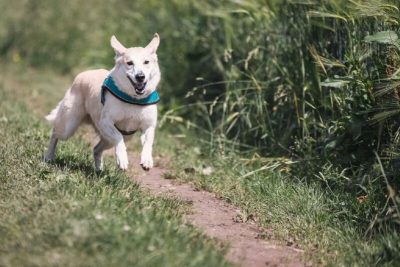Que signifie le fait que votre chien veuille s'enfuir de la maison ?