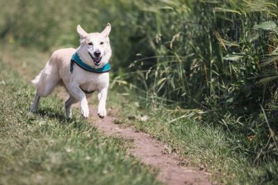 Que signifie le fait que votre chien veuille s'enfuir de la maison ?