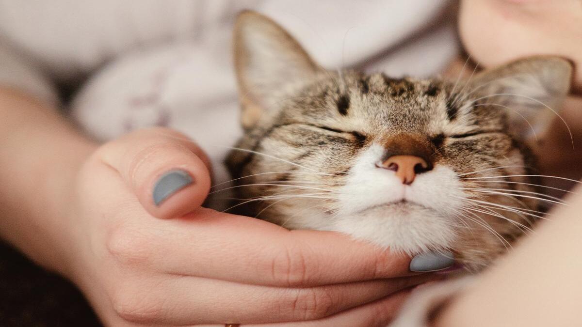 Que signifie le fait qu'un chat devienne affectueux de façon inattendue