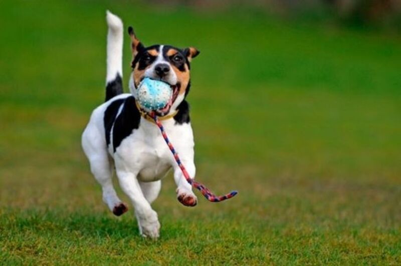 Que signifie le fait qu'un chien cesse d'être enjoué et heureux