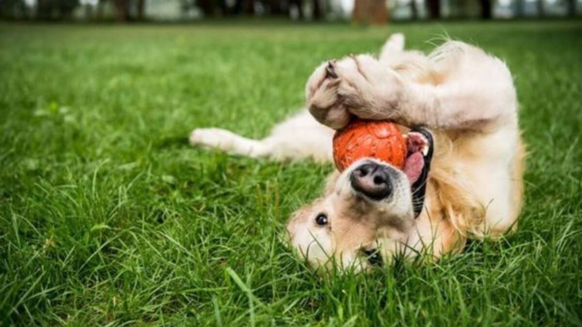 Que signifie le fait qu'un chien cesse d'être enjoué et heureux