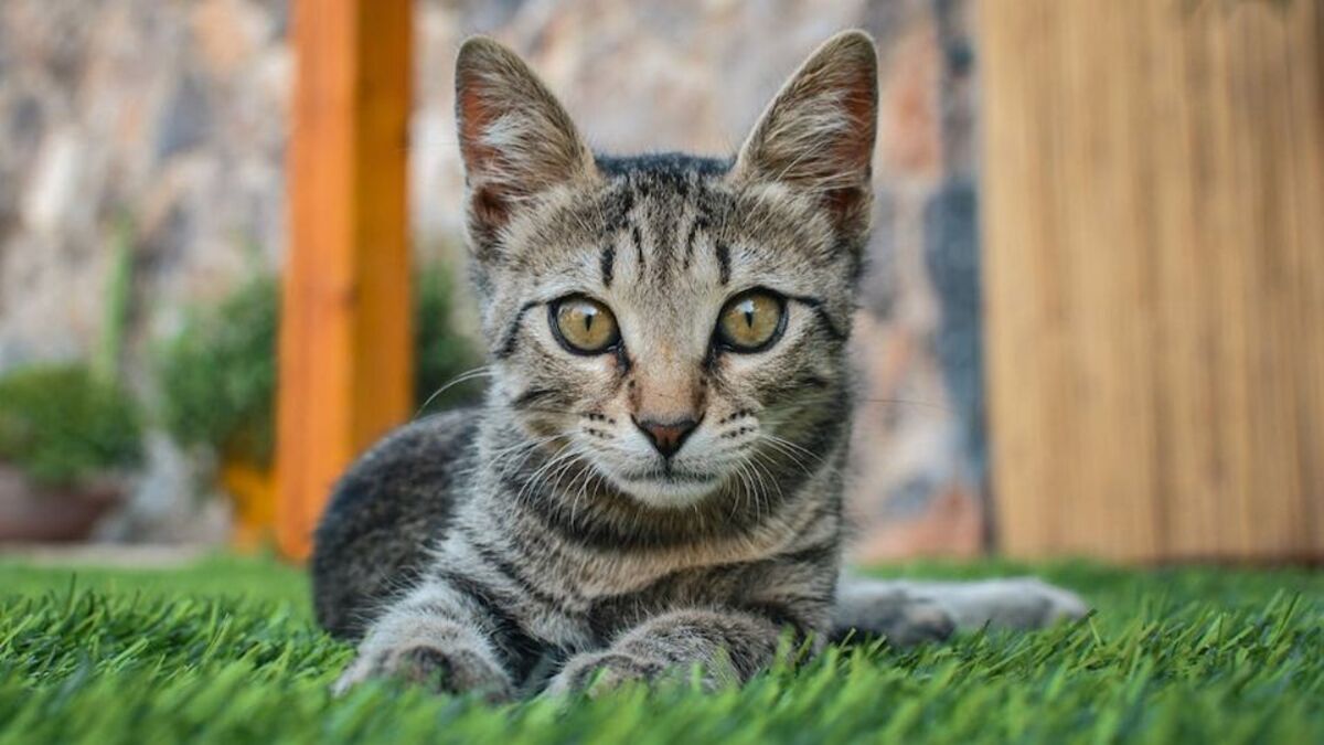 Quel est le sens le plus développé chez les chats