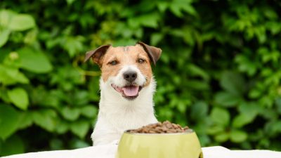 Quelle est la quantité de protéines adaptée à votre chien ?
