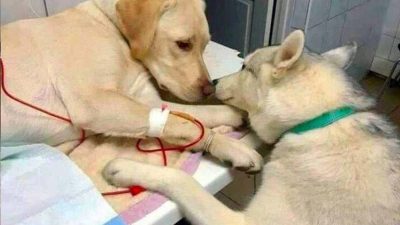 Quelles sont les maladies les plus courantes chez les chiens et les chats ?