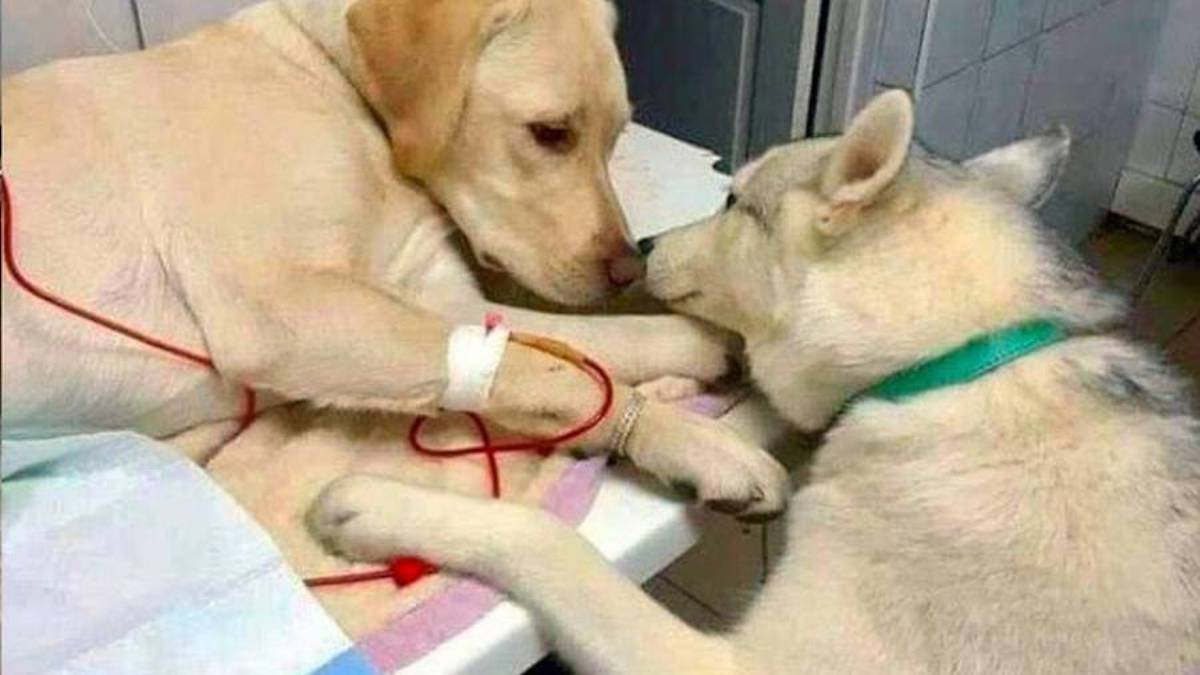 Quelles sont les maladies les plus courantes chez les chiens et les chats ?