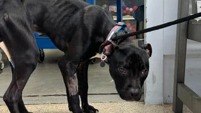 Sauvé d'une vie sans amour, un chiot a connu un tournant décisif grâce aux bénévoles d'un refuge