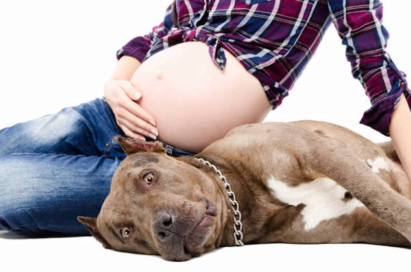 Son chien aboie sur la femme enceinte, le médecin voit l’échographie et appelle la police