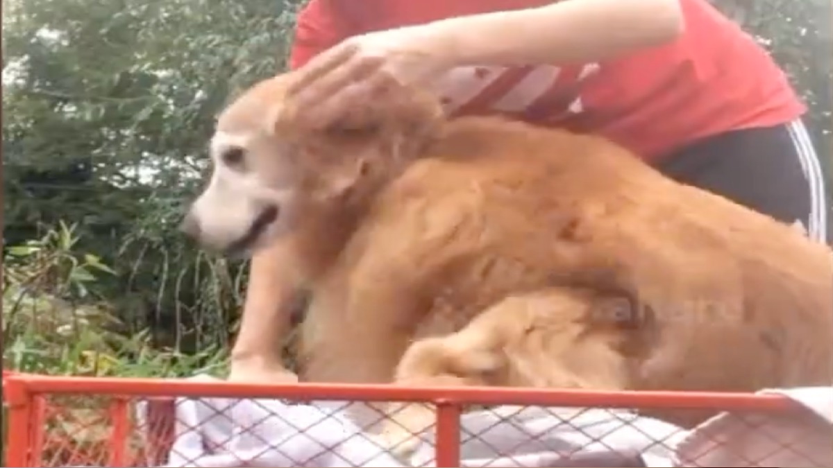 Son chien âgé ne peut plus se déplacer, elle lui fait un cadeau d’une valeur inestimable