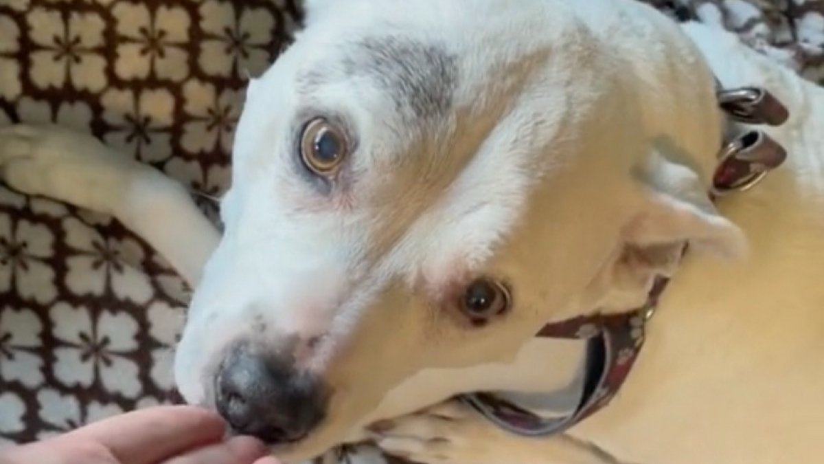 Sourde et aveugle, une chienne émeut la toile en reconnaissant sa maîtresse après 2 mois d'absence