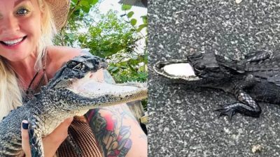 Un alligator sans mâchoire supérieure trouve un nouveau foyer