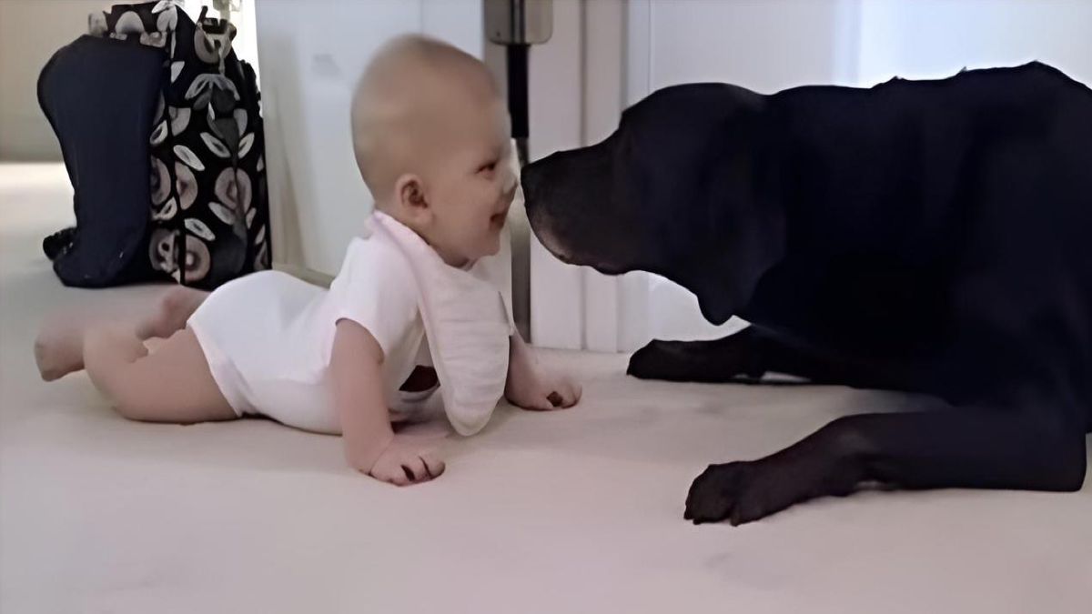 Un bébé rampe pour la 1ère fois, la réaction du chien va vous faire totalement craquer !
