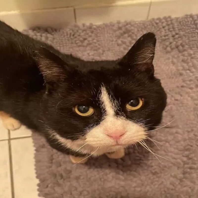 Un chat déterminé à ne pas retourner dans la rue s'accroche à un homme pour être adopté !