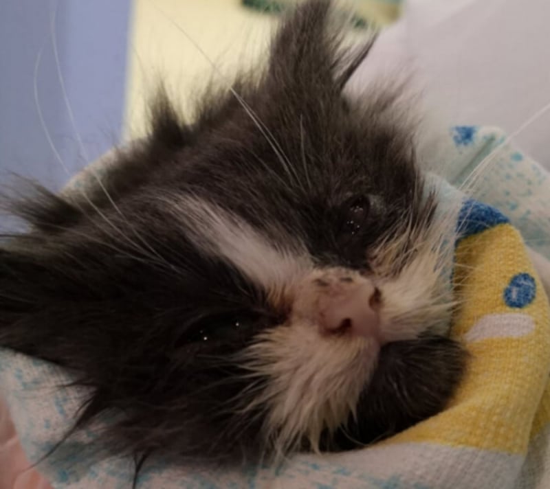 Un chaton abandonné avec de graves problèmes de santé a été sauvé !