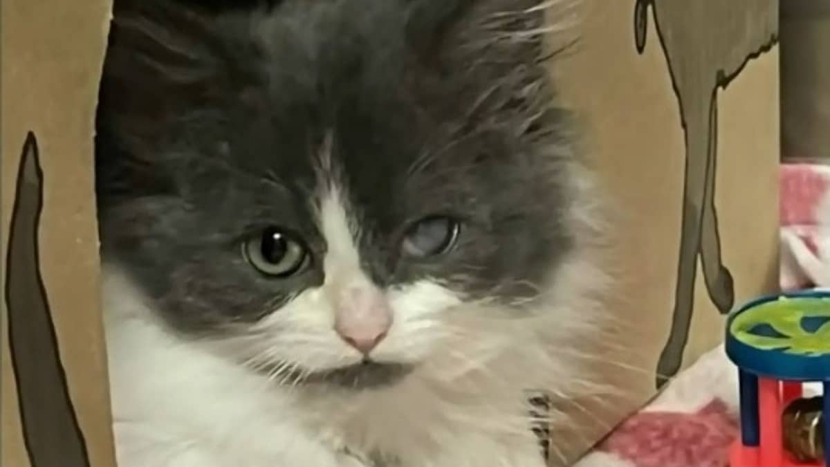 Un adorable chaton abandonné, gravement malade, trouve un nouveau foyer grâce à une intervention salvatrice !