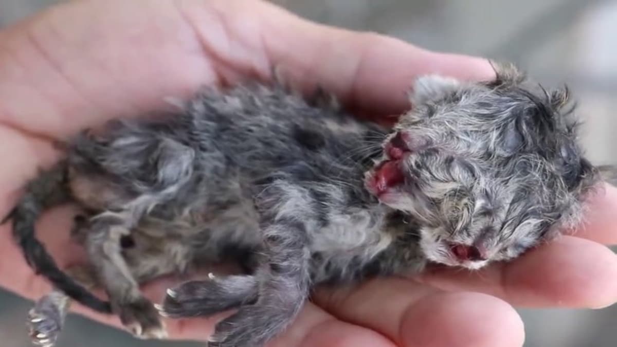 Un chaton né avec deux têtes se bat pour survivre «Nous faisons tout pour les maintenir en vie»